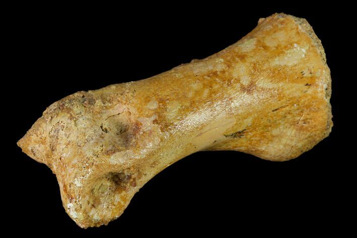 Fossil Theropod Phalange (Toe Bone) - Morocco #144819